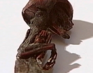 micro_alien_fetus