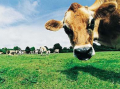Cows