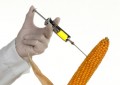 needle_corn