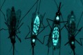 Genetically_Engineered_Mosquitos