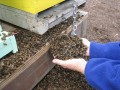 dead_bees
