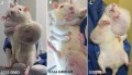 Tumors-Rats