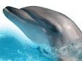 dolphin