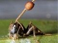 Fungus_Ant_Zombie