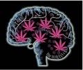 Medical-Marijuana-Effects-On-The-Brain