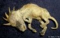 chupacabra