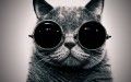 schrodingers_cat