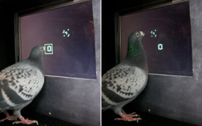 Pigeons Can Learn Abstract Math Rules as Well as Monkeys, Study Finds