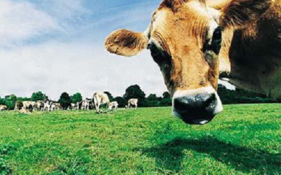 World Ideologies, as explained by references to Cows