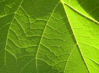 When It Comes to Photosynthesis, Plants Perform Quantum Computation