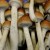 Magic Mushrooms Could Have Medical Benefits, Researchers Say