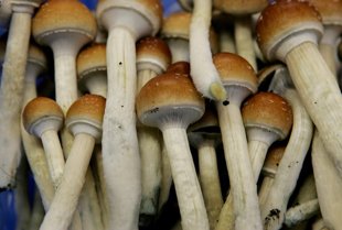 Magic Mushrooms Could Have Medical Benefits, Researchers Say