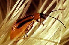 Monsanto GM Corn in Peril: Beetle develops Bt-resistance