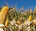 Rows of corn stalks growing in a field during the summer growing season