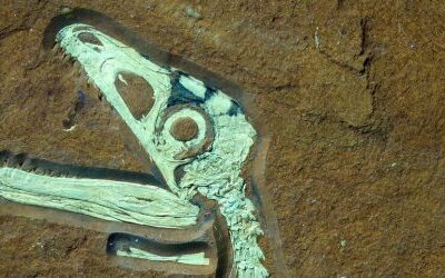 Unparalleled Preservation: Near-Perfect Young Dinosaur Fossil Found in Bavaria