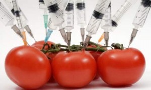 USDA fast-tracks Monsanto GMO seed approval process
