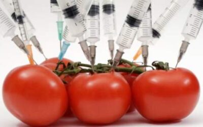 How the USDA Fast-Tracked Monsanto GMO Seed Approvals