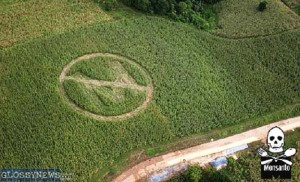 Genetically modified crop field with Monsanto agricultural biotechnology