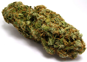Israel Embraces Medical Cannabis