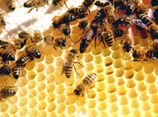 Bee’s Get GMO Treatment: Monsanto Buys Leading Bee Research Firm For Pollination Control