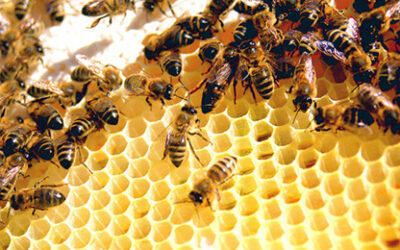 Bee’s Get GMO Treatment: Monsanto Buys Leading Bee Research Firm For Pollination Control