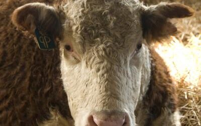 Michigan Invasive Species Order Targets Heritage Pigs on Family Farms