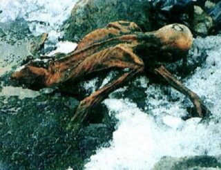 Oetzi the Iceman’s Blood Is World’s Oldest