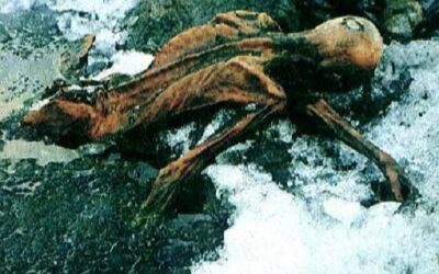 Oldest Blood Cells Ever Found Discovered in Oetzi the Iceman