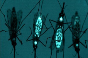 Genetically engineered mosquitoes released for Dengue fever control