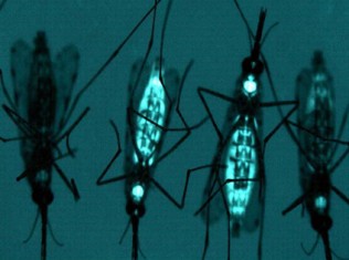 Genetically Engineered Mosquitoes released into the wild