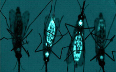 GM Mosquitoes and Dengue Fever: Risks of Genetic Insect Engineering