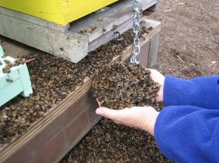 Monsanto Thugs Likely Behind Bee Poisonings In Australia