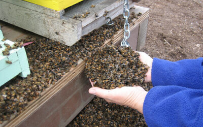 Coordinated Bee Poisonings Destroyed Hundreds of Hives in Australia