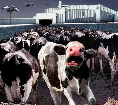 The Sad Reality of the Milk & Dairy Industry