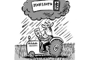 How Monsanto Systematically Eliminated Access to Normal Seeds
