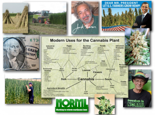 August 31, 2012 – DCMX Radio: Cannabis, Hemp, Marijuana: The Eco-Super-Plant and its Threat to the Profit Driven Synthetics Industry