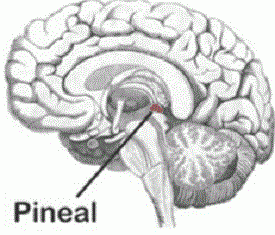 Fluoride and The Pineal Gland: Know the Truth