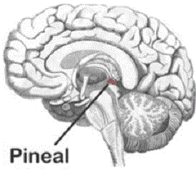 Fluoride and The Pineal Gland: Know the Truth