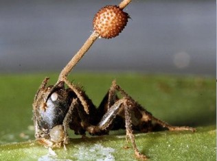 Exotic Fungus Creates Zombie Ants