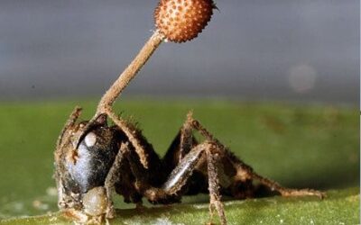 Exotic Fungus Creates Zombie Ants