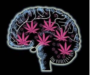 How Cannabinoids May Slow Brain Aging