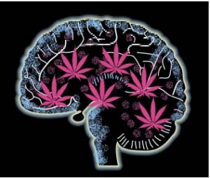 How Cannabinoids May Slow Brain Aging