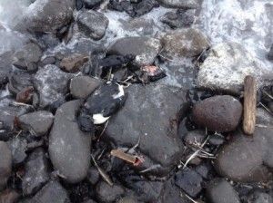 Dead birds washed up on Alaskan shoreline amid mass animal die-off events
