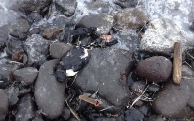 Mass Animal Deaths Across Alaska: Is Fukushima Radiation to Blame?