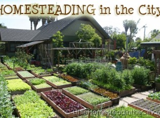 Amazing Homesteading Ideas to Help You Become More Self-Sufficient