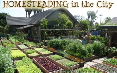 Amazing Homesteading Ideas to Help You Become More Self-Sufficient