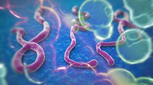 Microscopic view of the Ebola virus