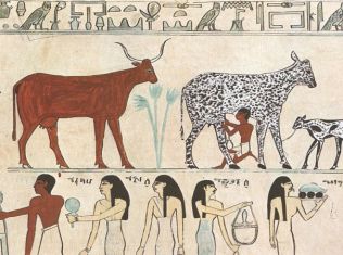 The Origins of Agriculture – a Biological Perspective and a New Hypothesis