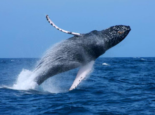 Humpback Whale Shows AMAZING Appreciation After Being Freed From Nets